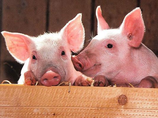 Ferkel glücklich Holzbalken