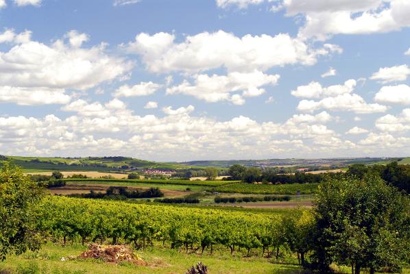 Weinbau Landschaft