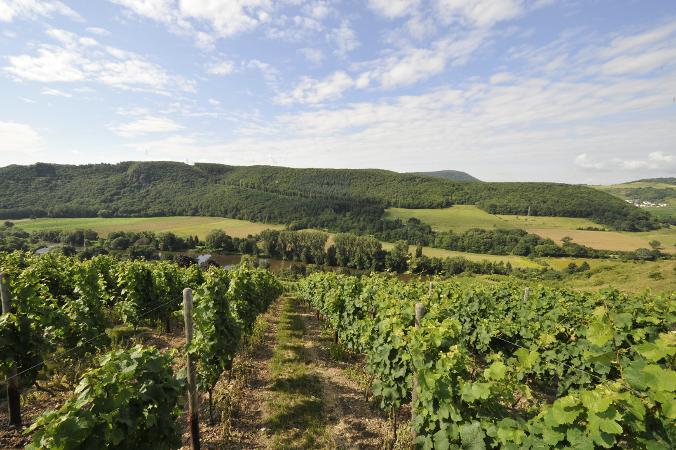 Weinstoecke im Sommer