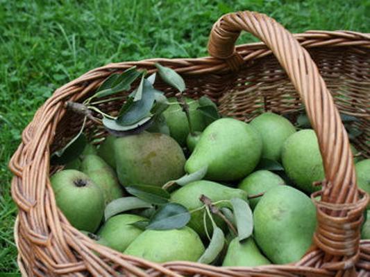 Obstkorb Birnen Obstkorb Birnen