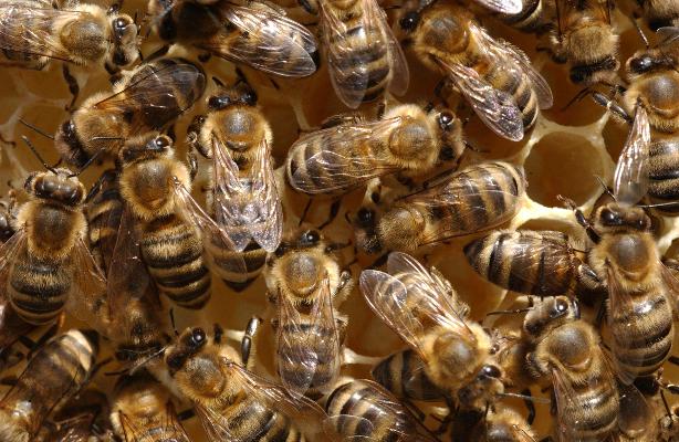 Bienen an Wabe