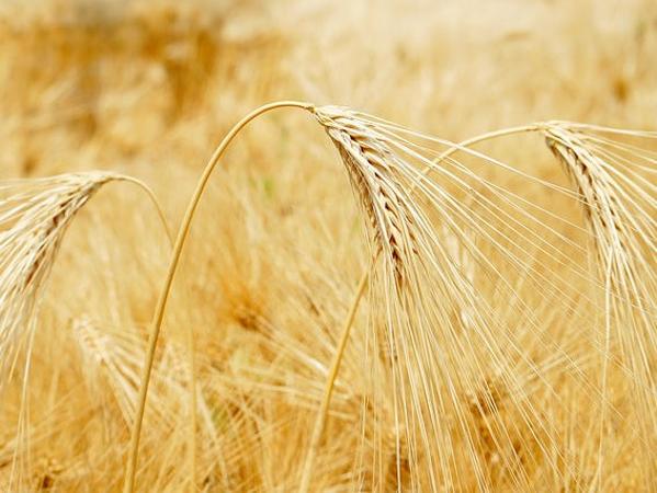 Sommergerste Ähre Nahaufnahme