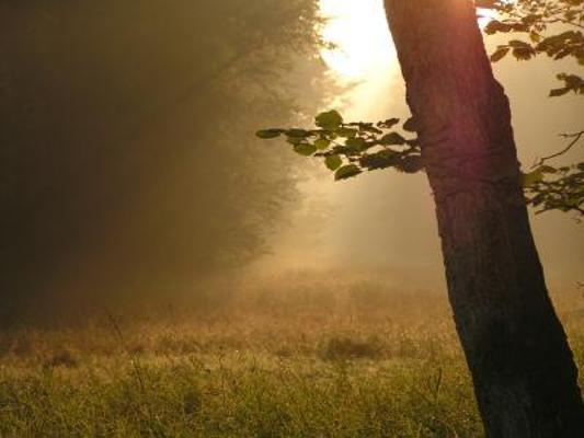 Waldwiese Dämmerung Nebel