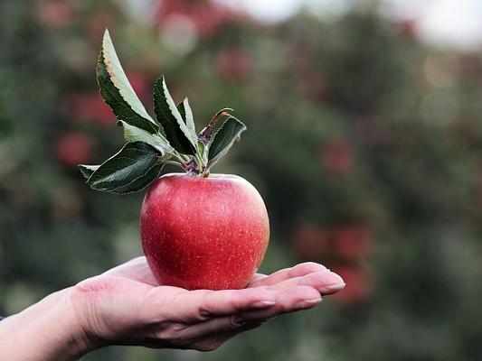 Apfel auf Hand