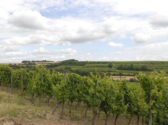 Weinberge - Landschaft Weinberge - Landschaft