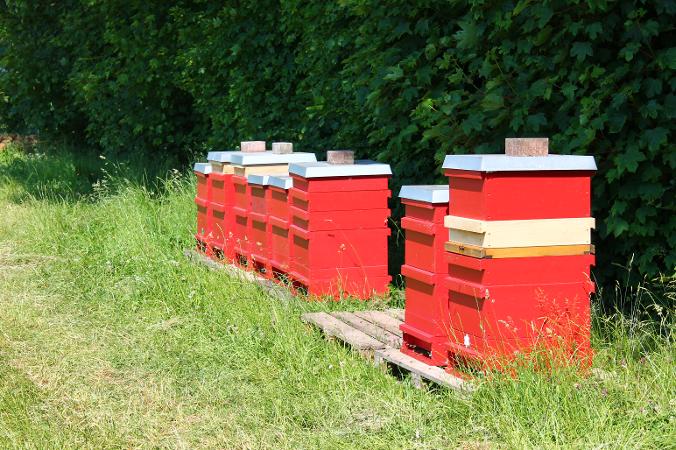 Bienenstöcke