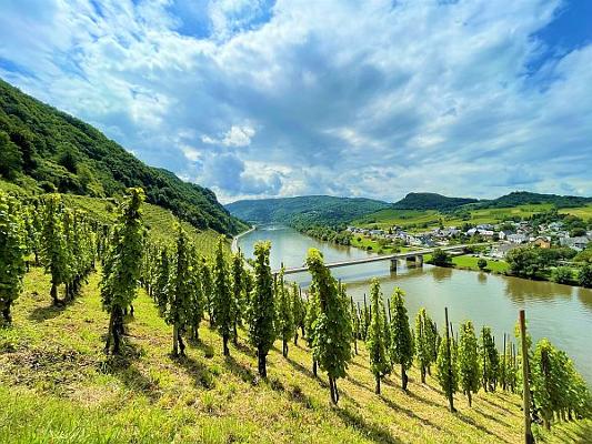 Blick von Weinbergen auf die Mosel