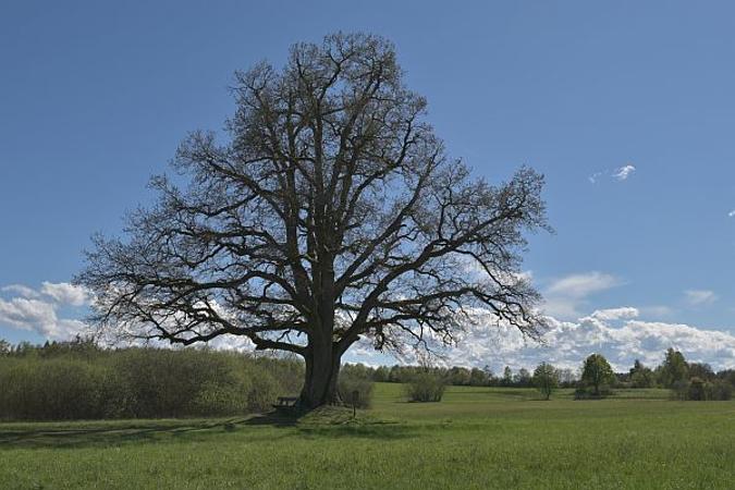 Baum ohne Blätter