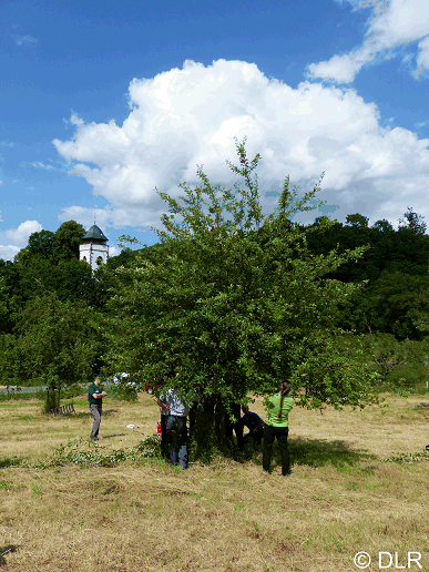 Obstschnittkurs Teilnehmer unter Baum (co)DLR
