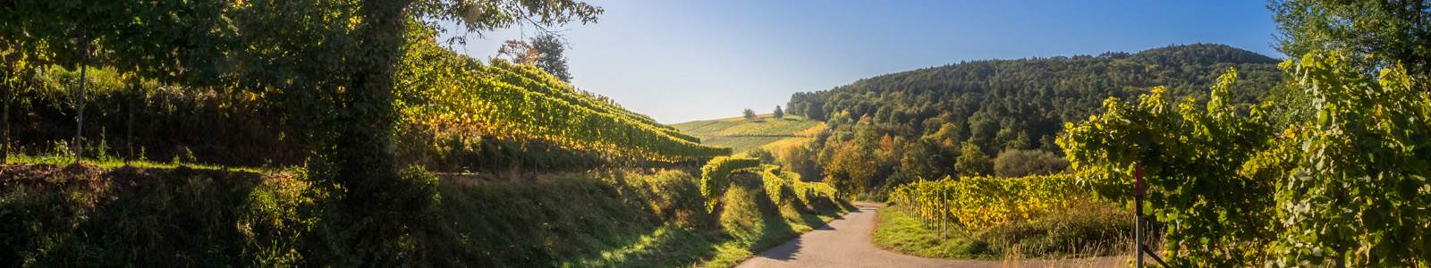 Wanderweg in der Pfalz mit Bäumen und Weinbergen ©K. Ruschmaritsch