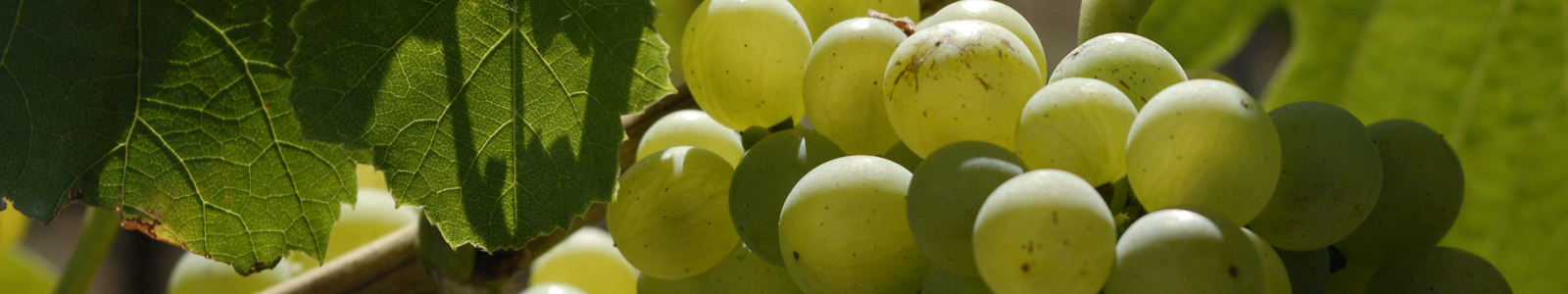 Nahaufnahme weisse Weintrauben © Dienstleistungszentren Ländlicher Raum