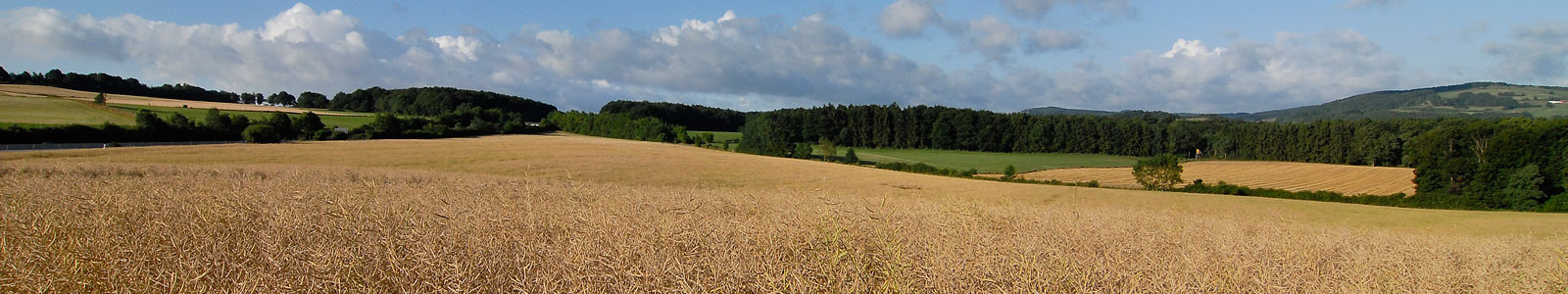 Reifes Getreidefeld mit Wald im Hintergrund © Dienstleistungszentren Ländlicher Raum