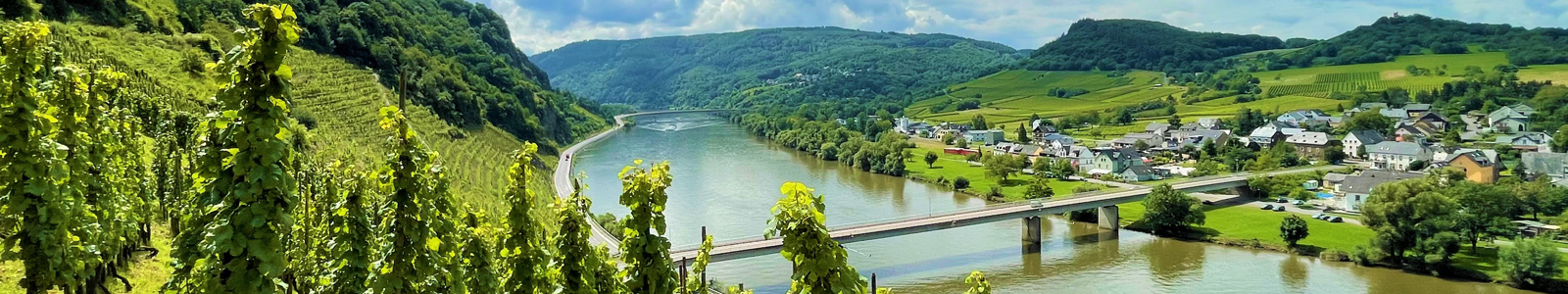 Blick auf die Mosel von einem Weinberg aus ©DLR