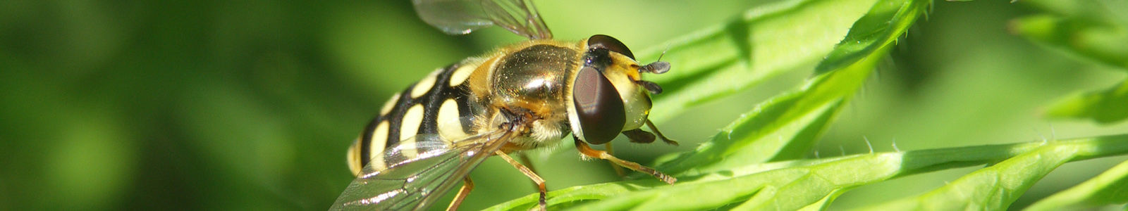 Biene in Großaufnahme © Dienstleistungszentren Ländlicher Raum