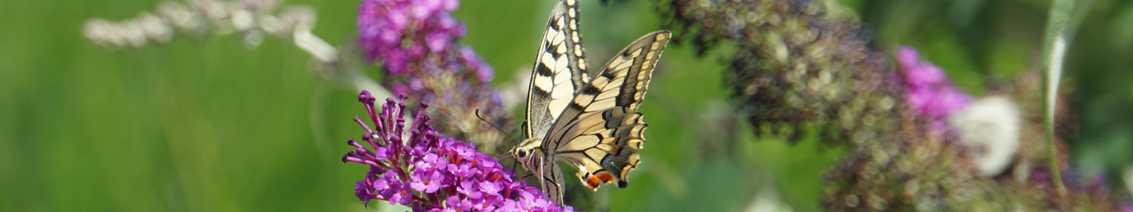 Schmetterling auf Blüte © Dienstleistungszentren Ländlicher Raum