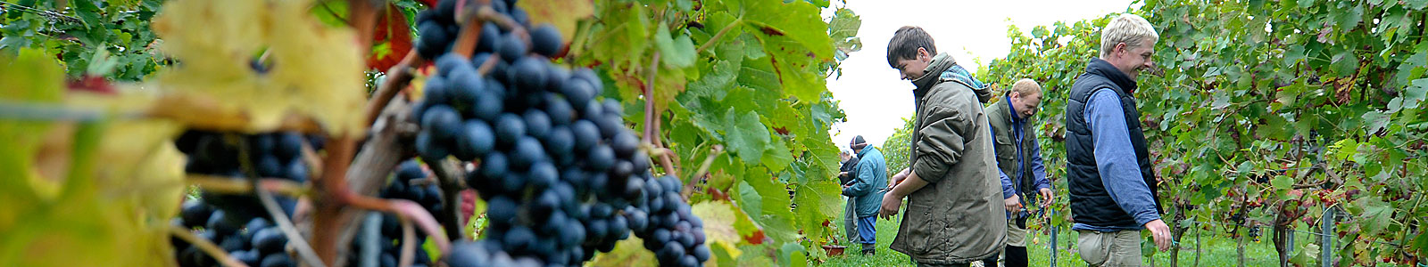BBSRNH/Standort Oppenheim/Berufsschule/Winzer/in/Winzerin