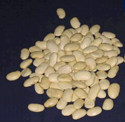 Riesenbohne