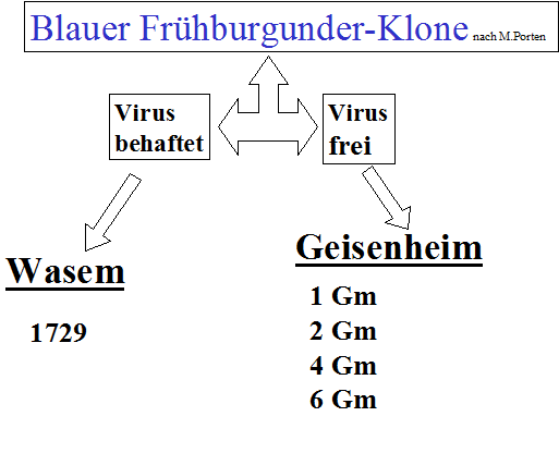 Diagramm Blauer Fruehburgunder Klone