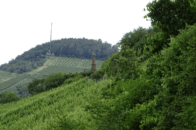Fernsicht Weinberg - Hecke - Waldstueck, Foto: Ulrike Boor Fernsicht Weinberg - Hecke - Waldstueck