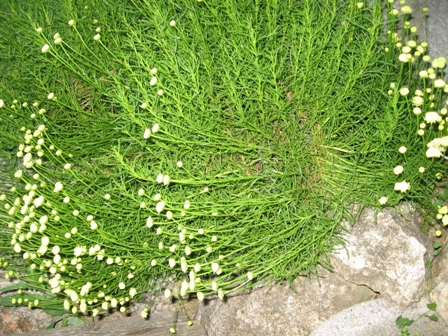 Olivenkraut Staude
