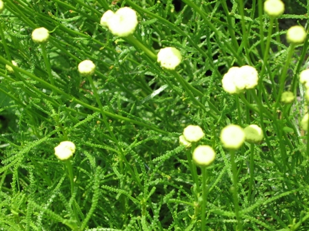 Olivenkraut Blueten