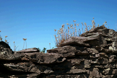 Weinbergsmauer, Foto: Weingtu Frey Weinbergssteinmauer mit Mauerpfeffer