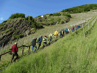 Wandergruppe Treppenweg den Weinberg hoch, Foto: Engelmann Wandergruppe Treppenweg den Weinberg hoch